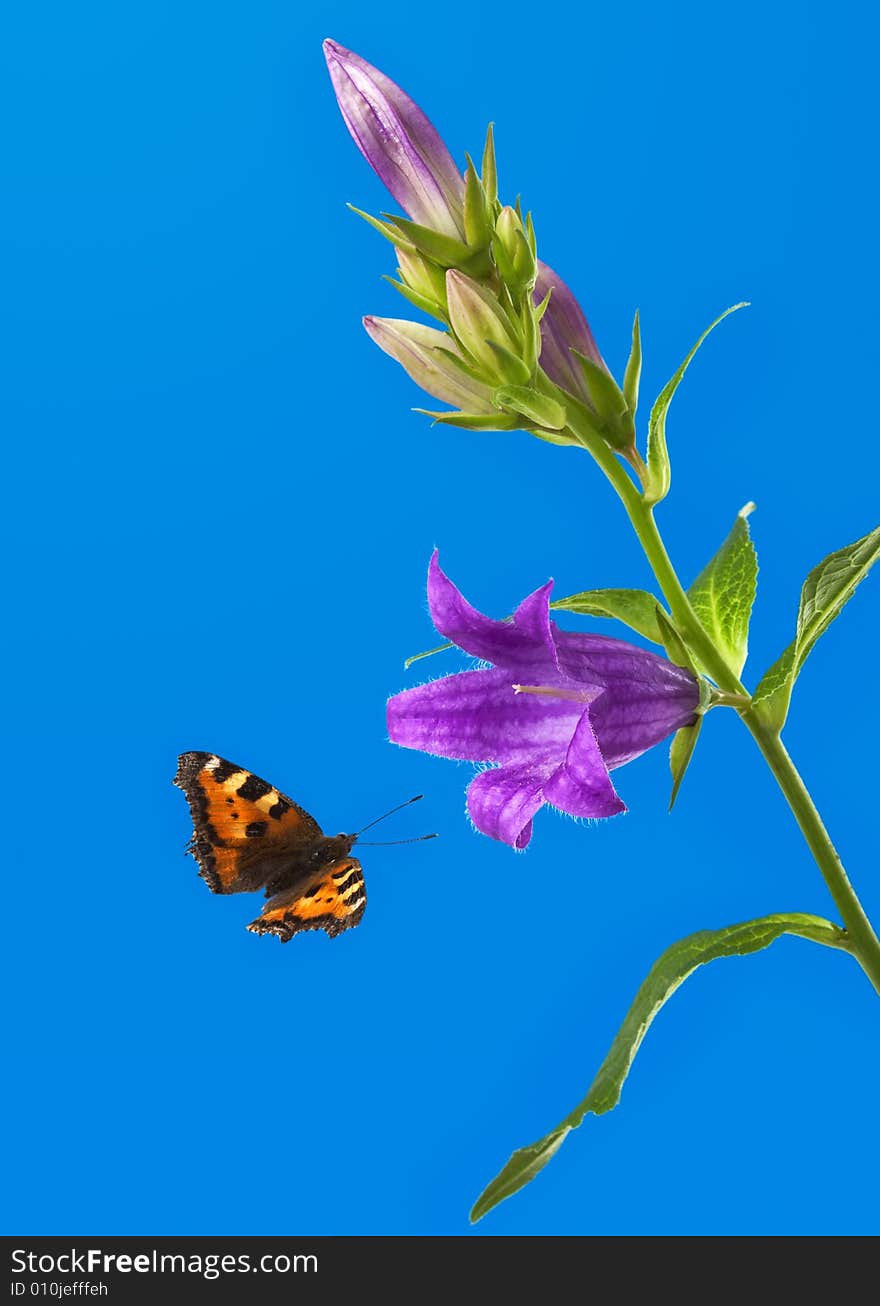 Butterfly flies to a flower of a foxglove