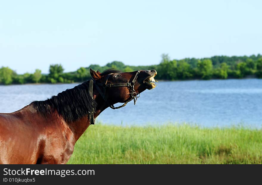 Brown horse on the pasture