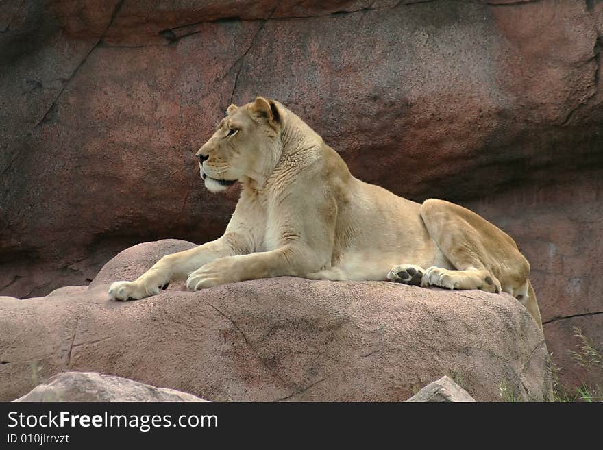 Lioness pridefully resting on the rock in the sun