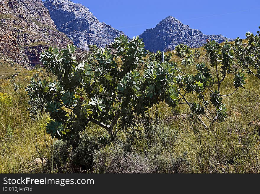 Protea Bush on Mountain Slopes