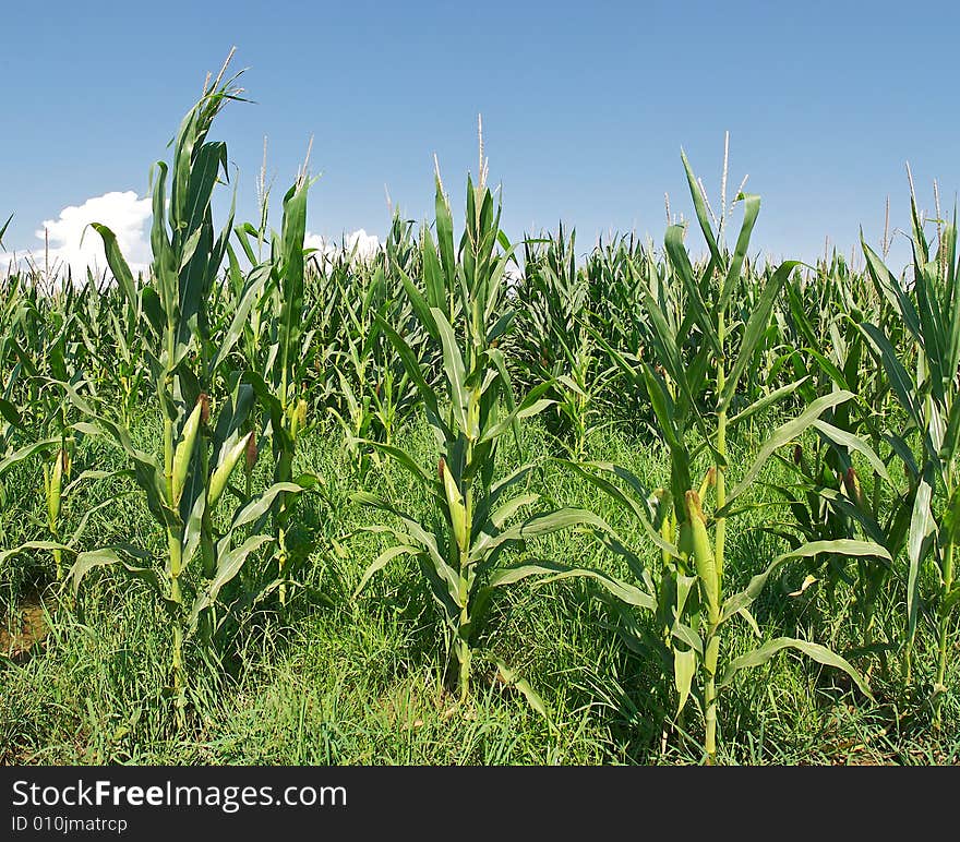 Irrigated corn field with mature corn ears.