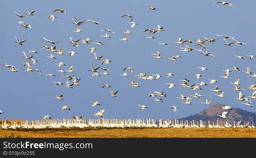 Swans in the easten China. Swans in the easten China