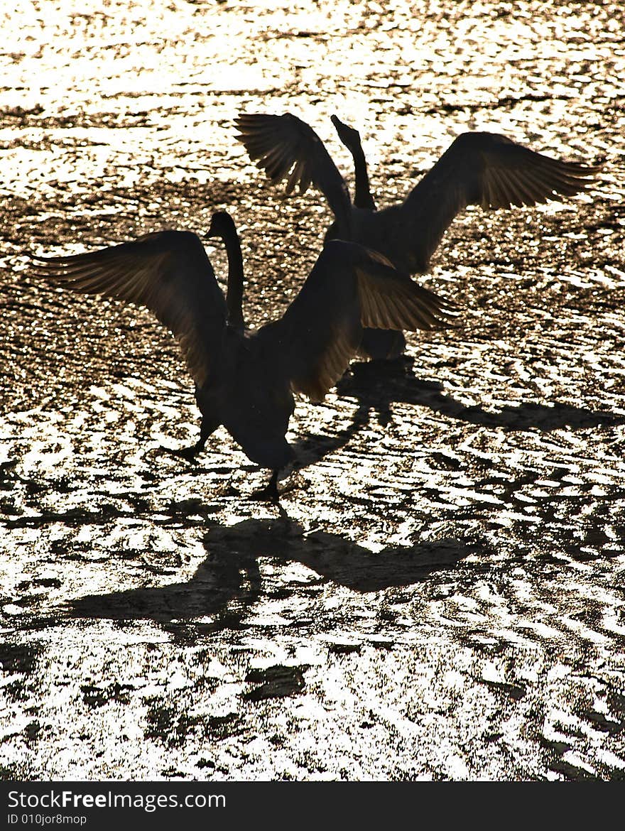 Swans in the easten China. Swans in the easten China