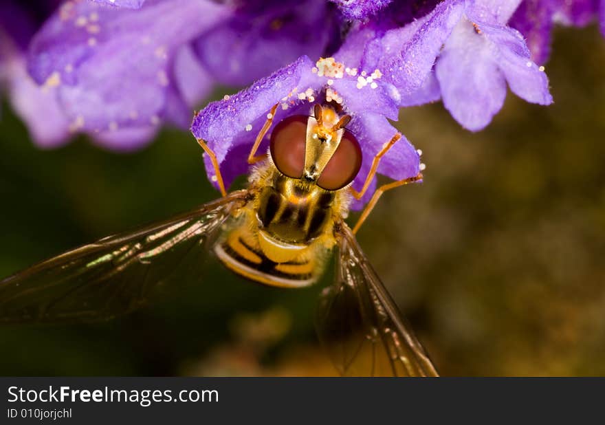 Nice orange fly on a beautiful wild flower