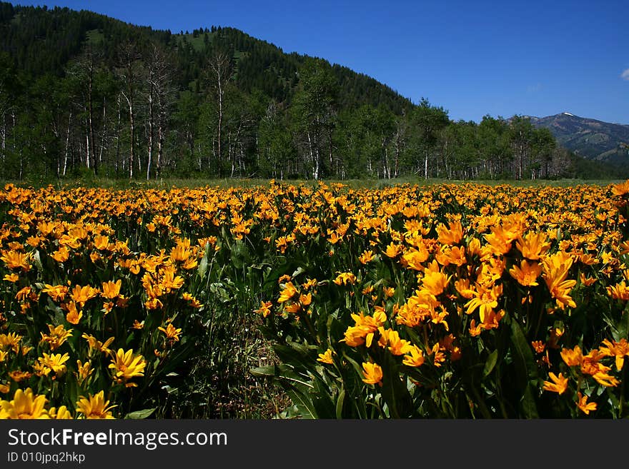 Daisy patch located in the Sawtooth National Recreation Area near Ketchum Idaho. Daisy patch located in the Sawtooth National Recreation Area near Ketchum Idaho