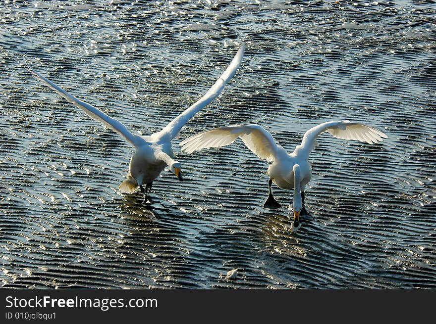 Swans in the easten China. Swans in the easten China