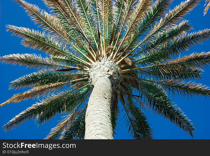 Palm & sky tree in tropical