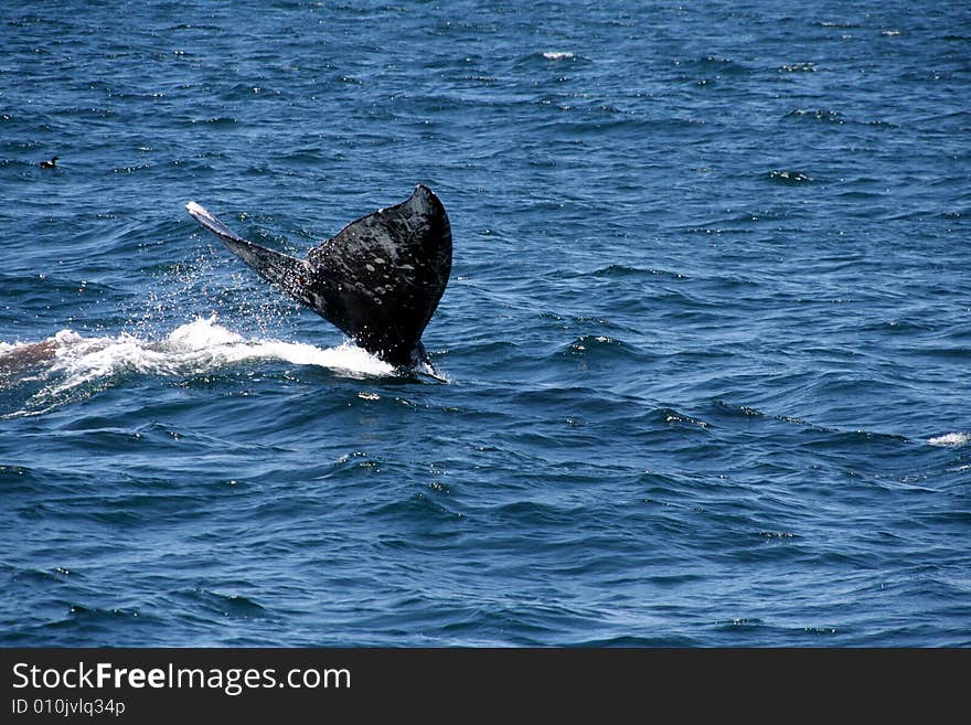 Humpback Whale diving in the Pacific Ocean near the San-Francisco Bay