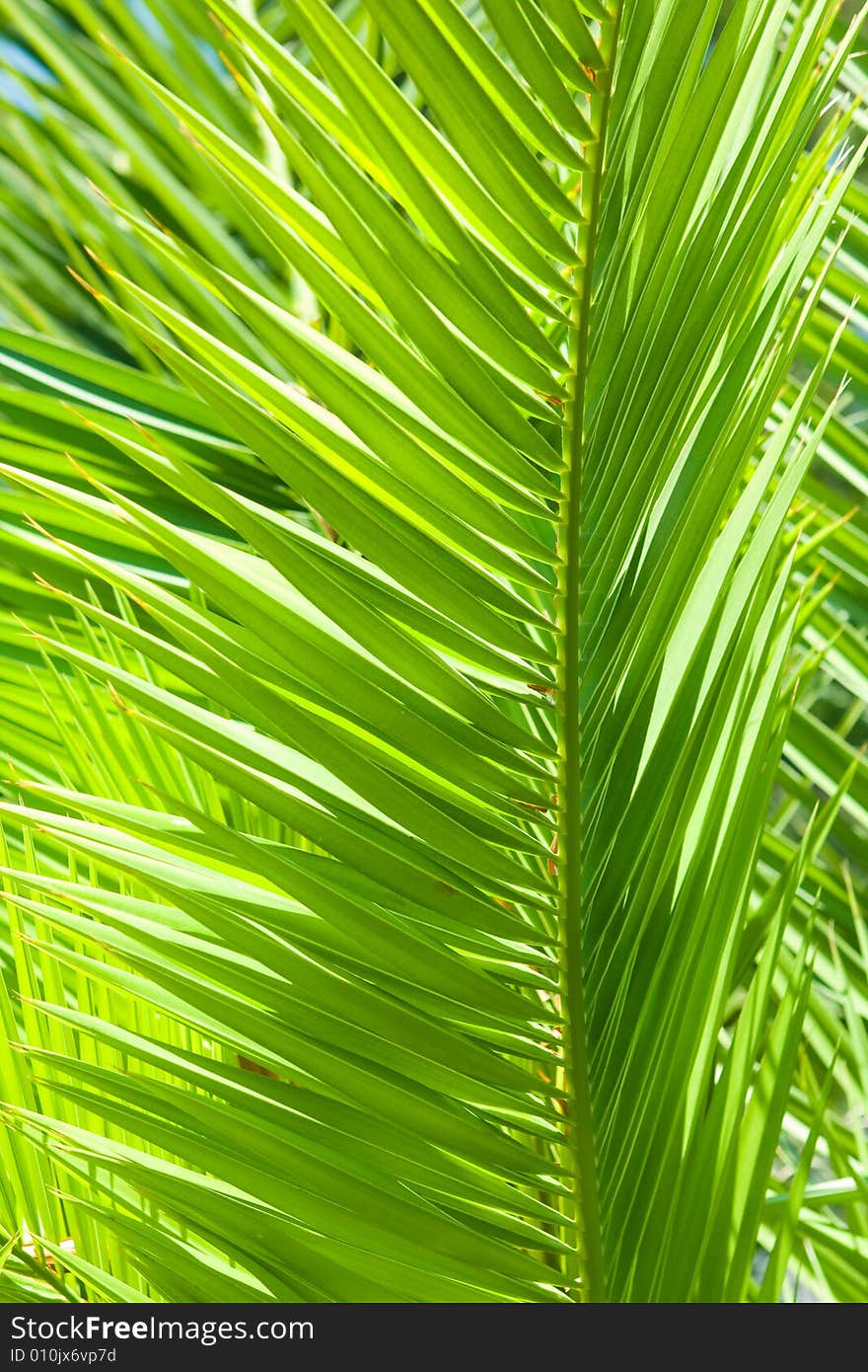 Mediterranean palm tree background alight with sun