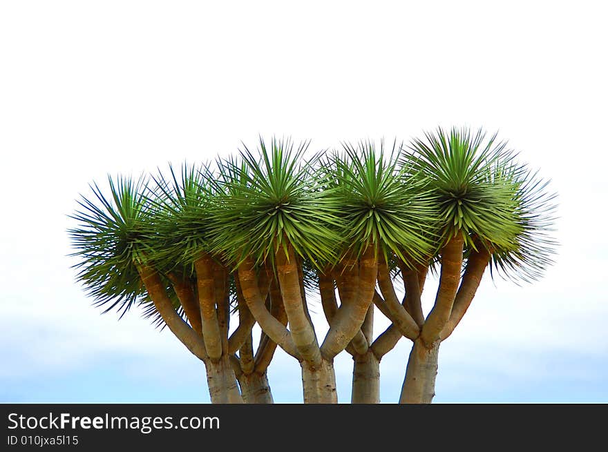 Five palms on seacoast Tenerife