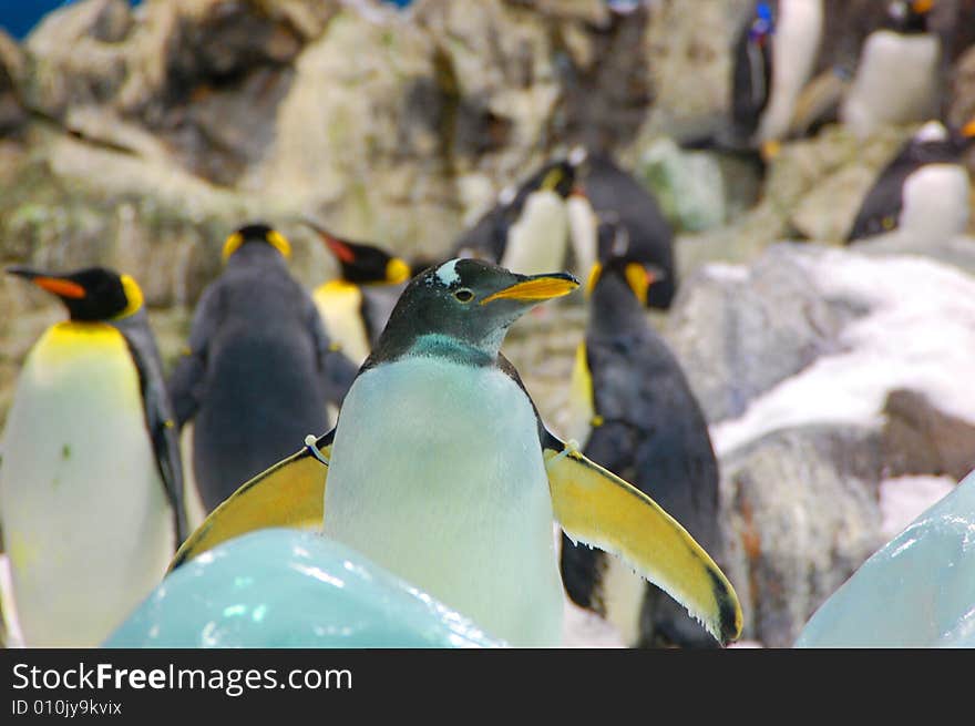 Penguins standing on a rocky coast. Penguins standing on a rocky coast