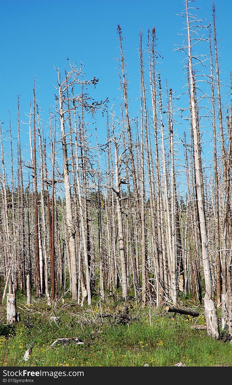 Forest after fire in glacier national park, usa. Forest after fire in glacier national park, usa