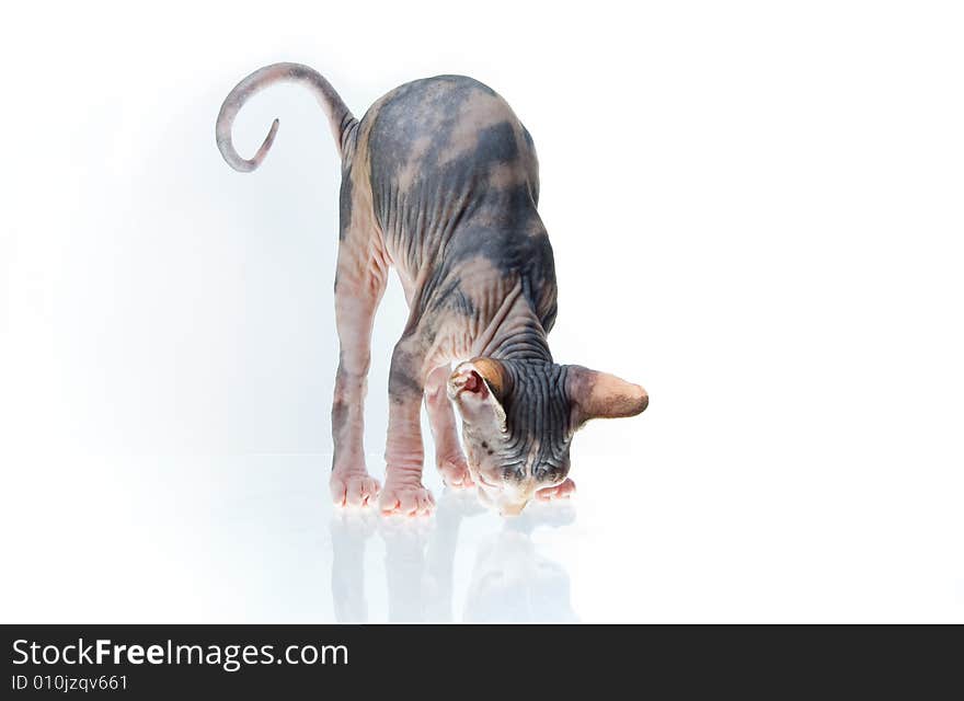 Funny sphinx kitten looking on his reflection