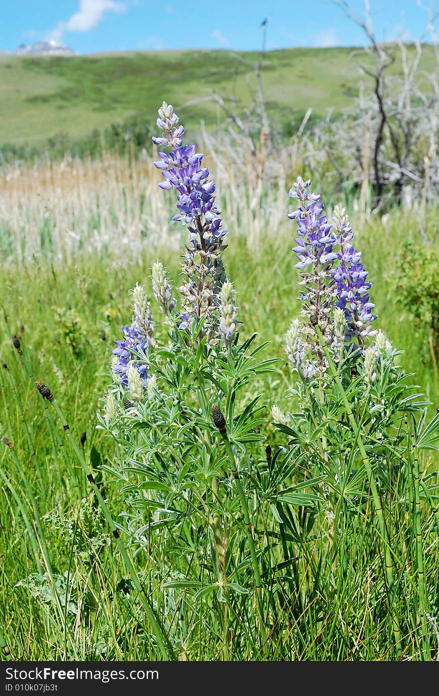 Wild Flowers