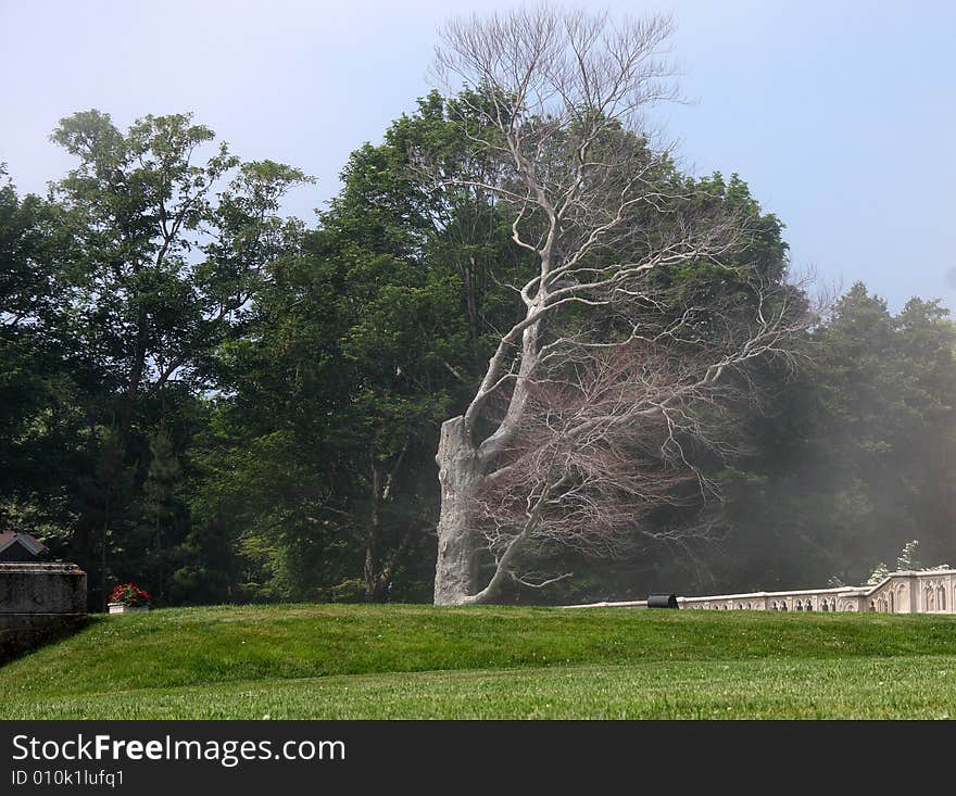 Scary tree