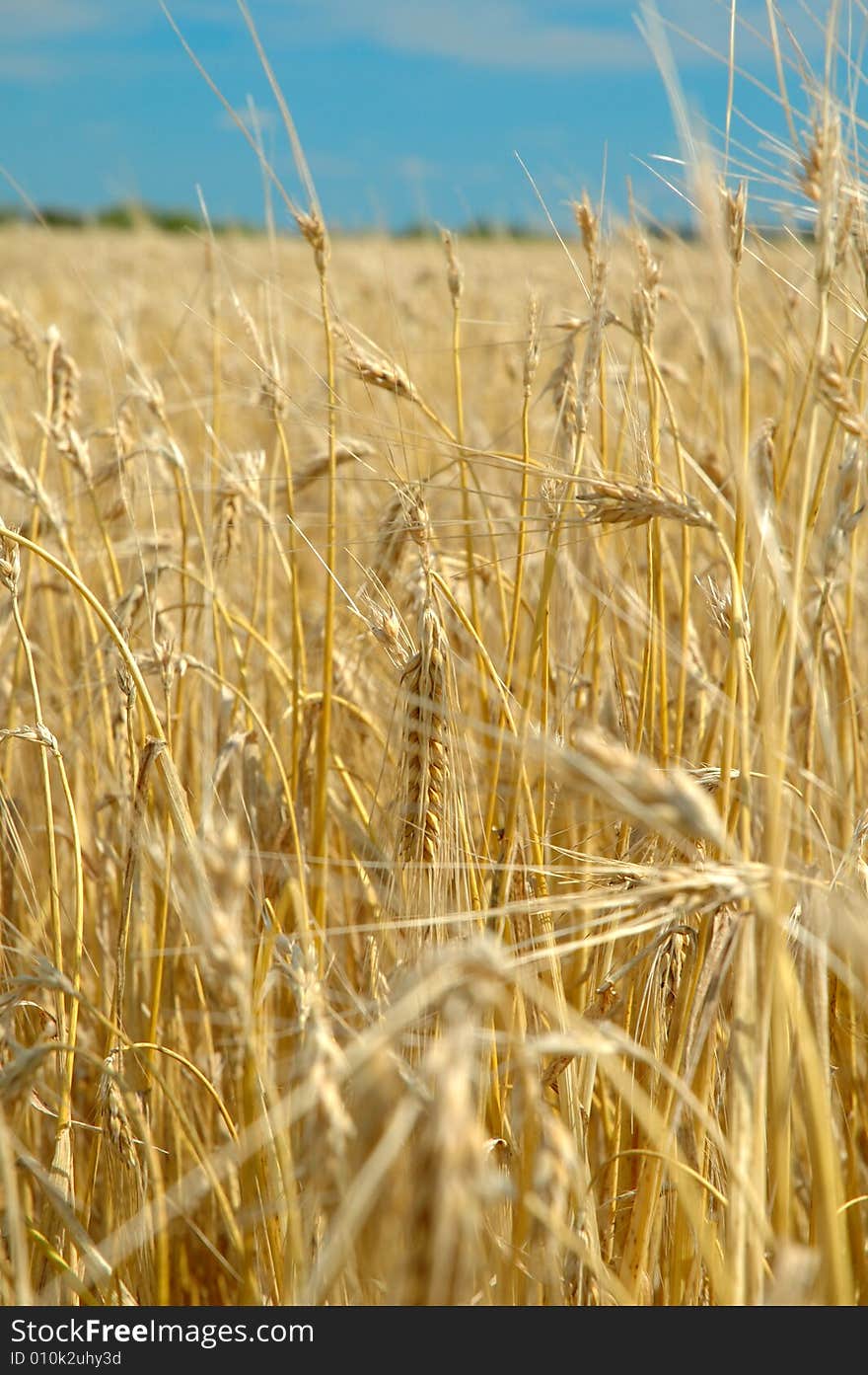 Field with corn