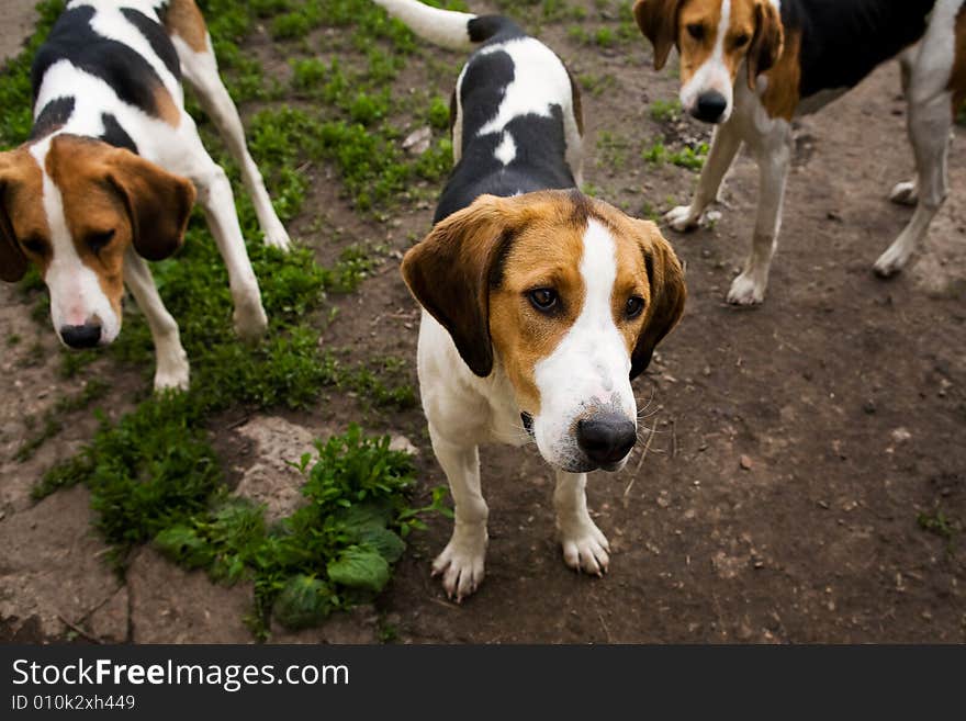 Rack of hounds of dogs in the summer morning