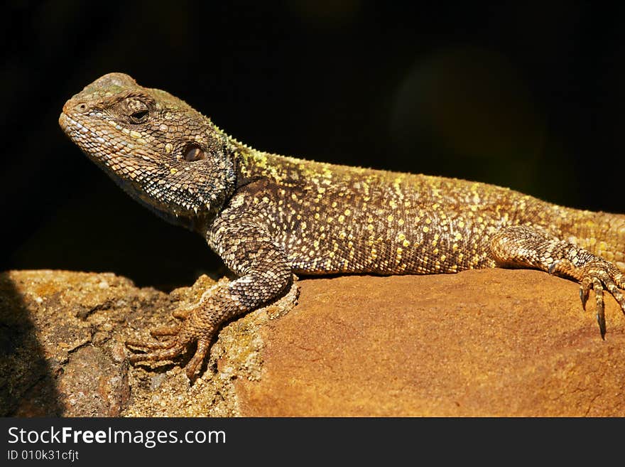 Blue headed Agama lizard basking on a rock