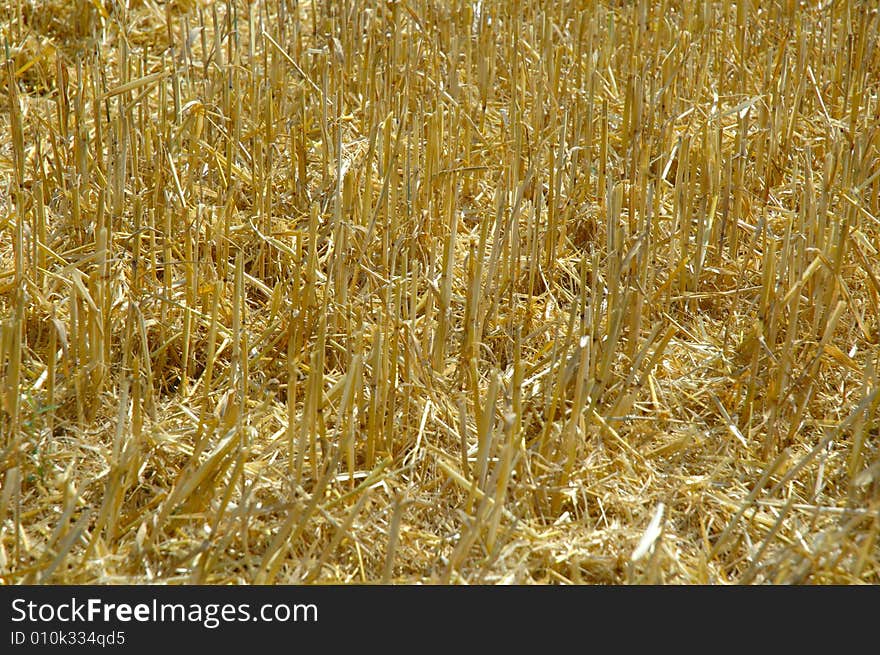 After machine harvesting the corn field. After machine harvesting the corn field