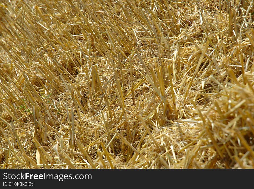 After machine harvesting the corn field. After machine harvesting the corn field