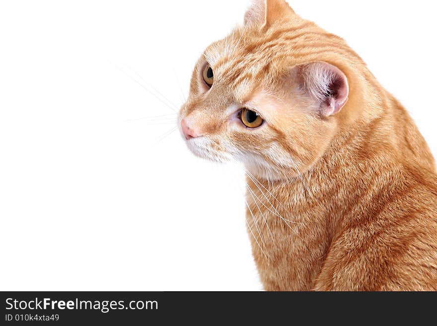 Ginger cat