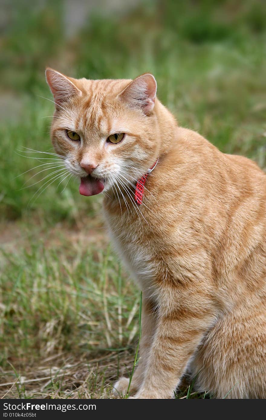 A young cat focus at something in the garden. A young cat focus at something in the garden