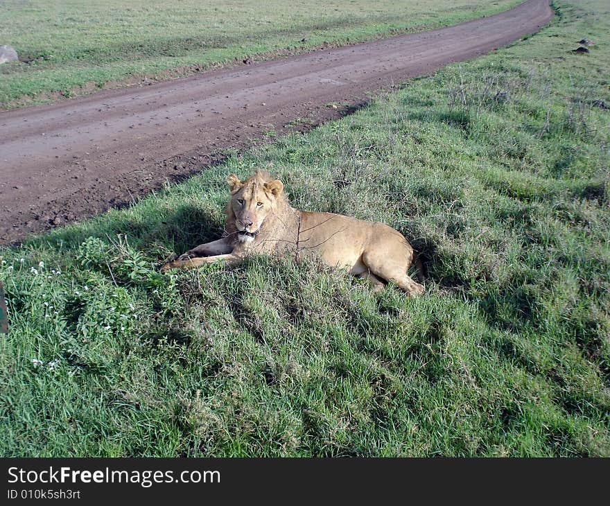 Lion lies on the grass