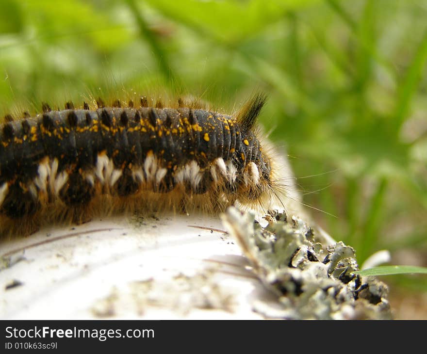 Hirsute caterpillar sits on birch logs