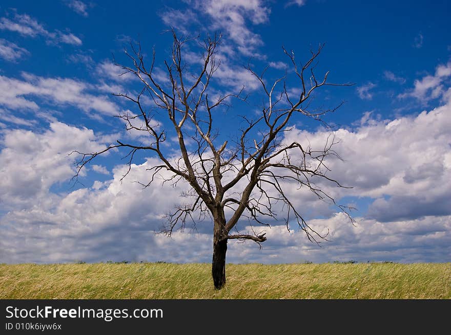 A tree growing in my village…