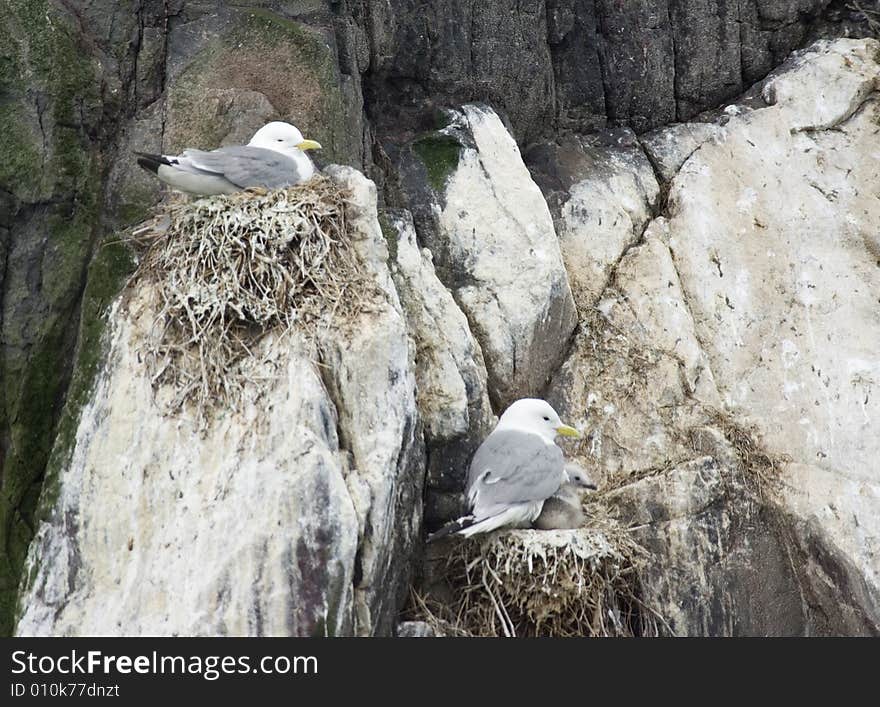 Kittiwakes Nesting with chicks.