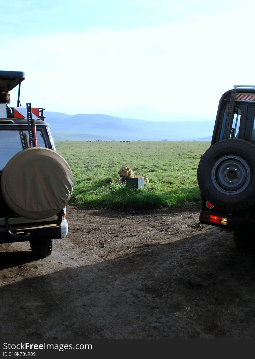 Lion lies on the grass  and jeep. Lion lies on the grass  and jeep