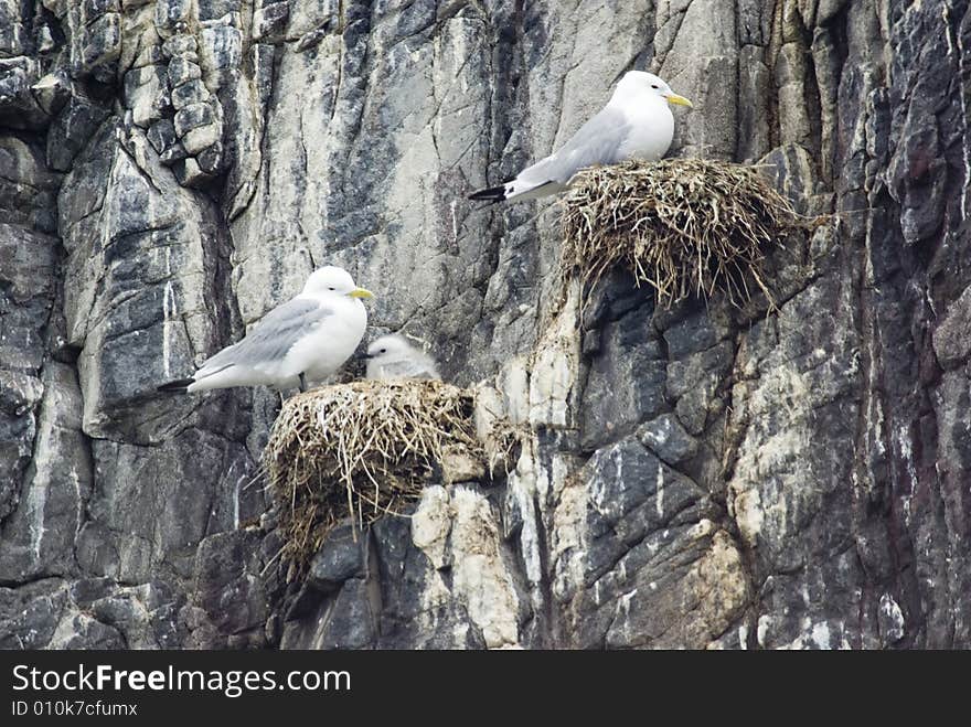 Kittiwake on nest with chick.