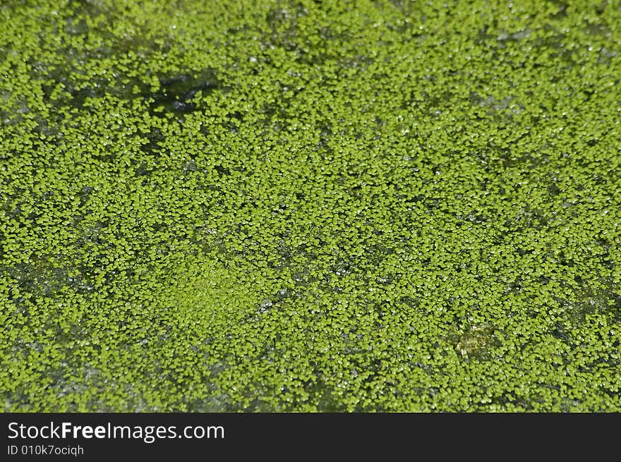 Green abstraction in  the sunshinet. Green abstraction in  the sunshinet