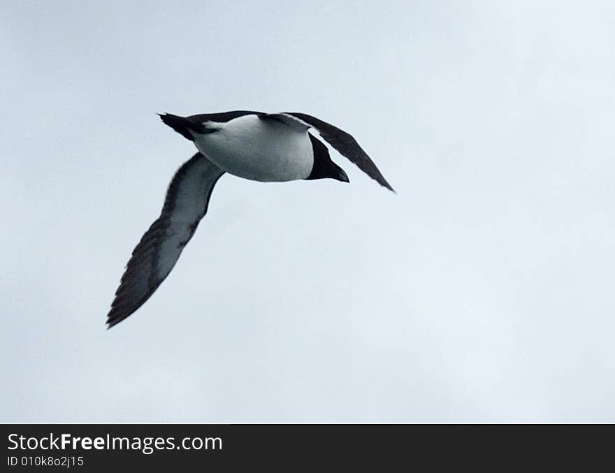 Guillemot in Flight.