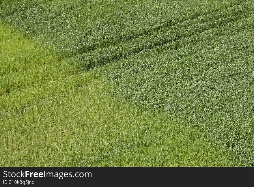 The field with green corn as an abstract