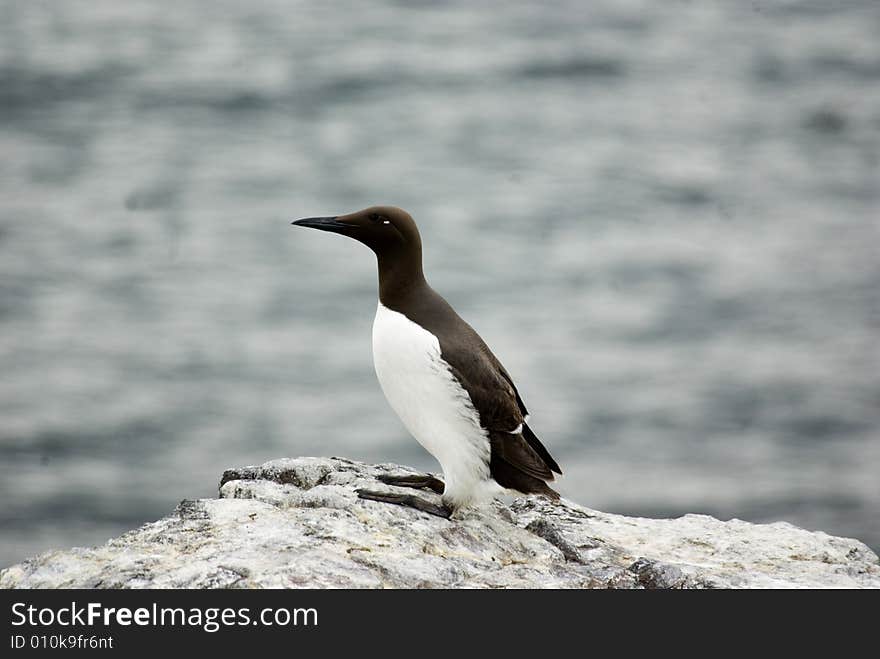 Guillemot Standing On Rock.