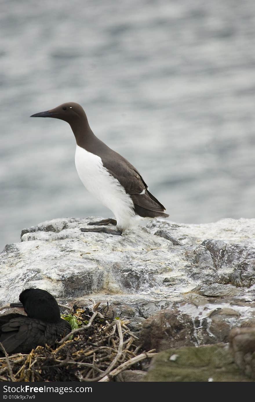 Guillemot Sanding On A Rock.