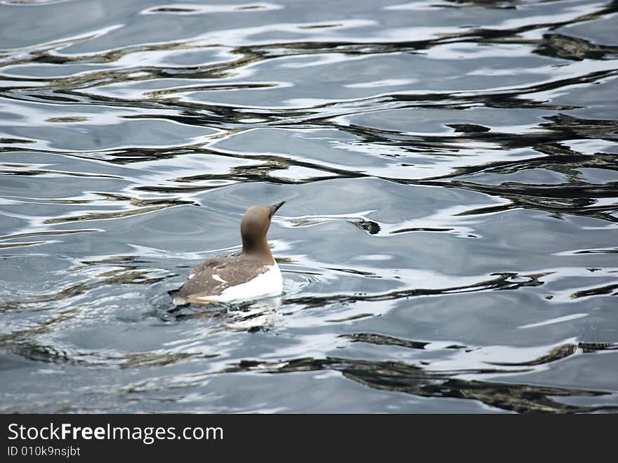 Guillemot On The Sea.