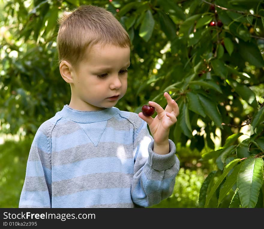 Little boy picking and exproring cherries. Little boy picking and exproring cherries