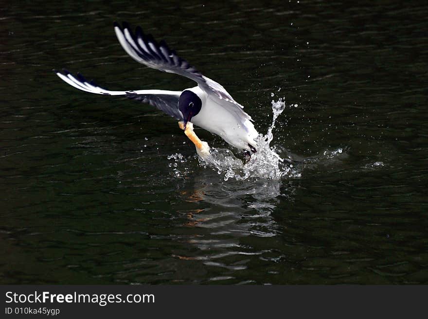 In flight