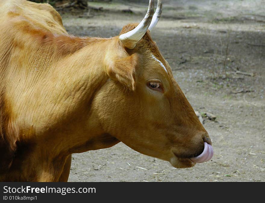 The portrait of a cow at farm