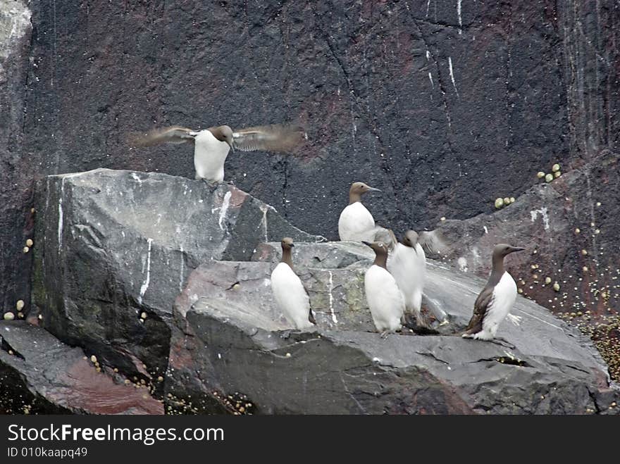 Guillemots standing on rocks.