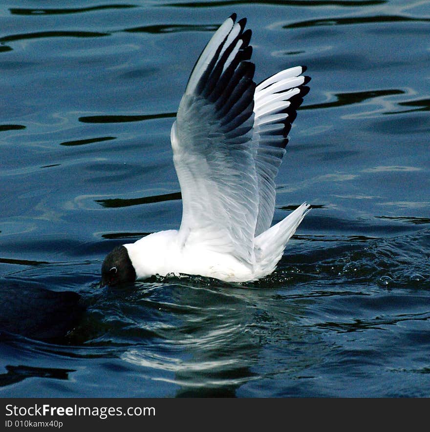 Black headed gull touched down on calm waters. Black headed gull touched down on calm waters