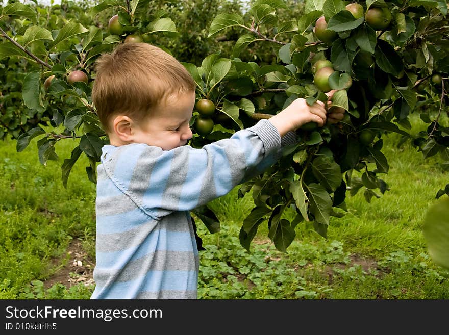 Little boy picking apples from the tree