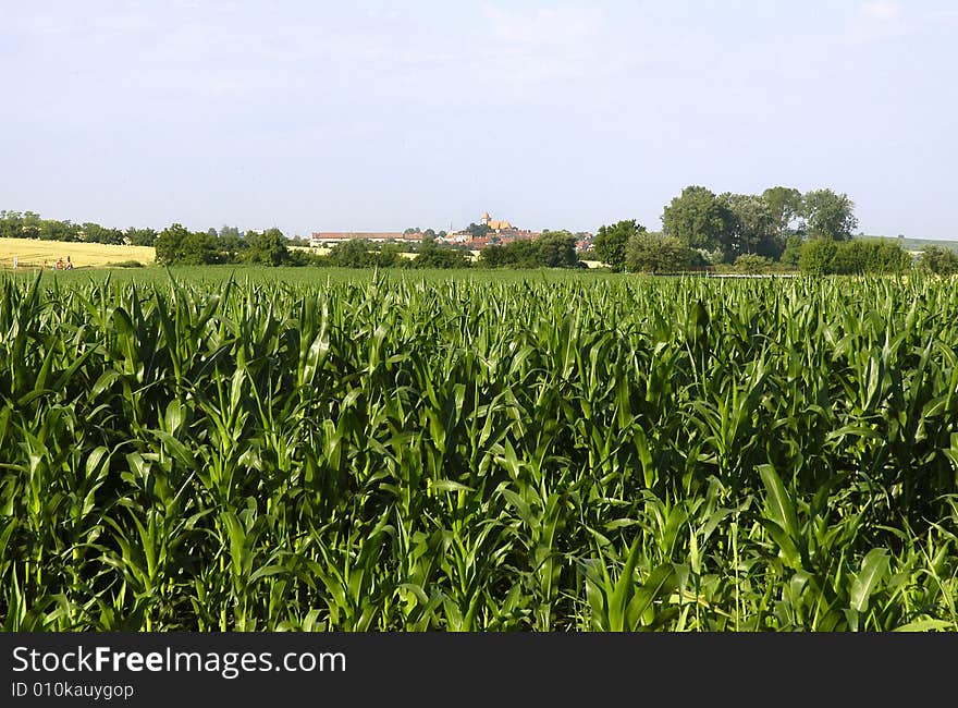 The country with the cornfields