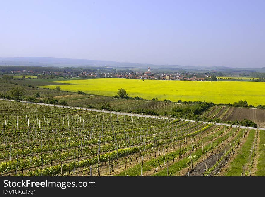 A grape-vine and oilseed rape in the noon sunshine. A grape-vine and oilseed rape in the noon sunshine