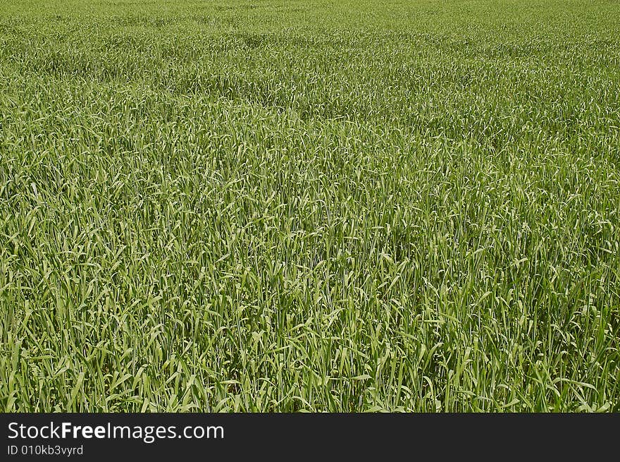 The field with green corn