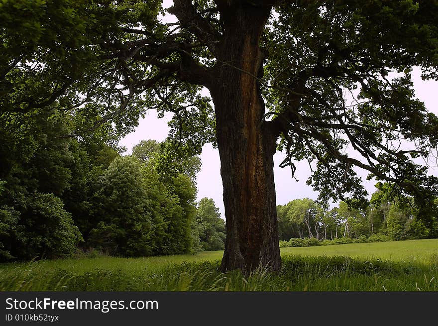 The darkness under the hundreds of years old tree