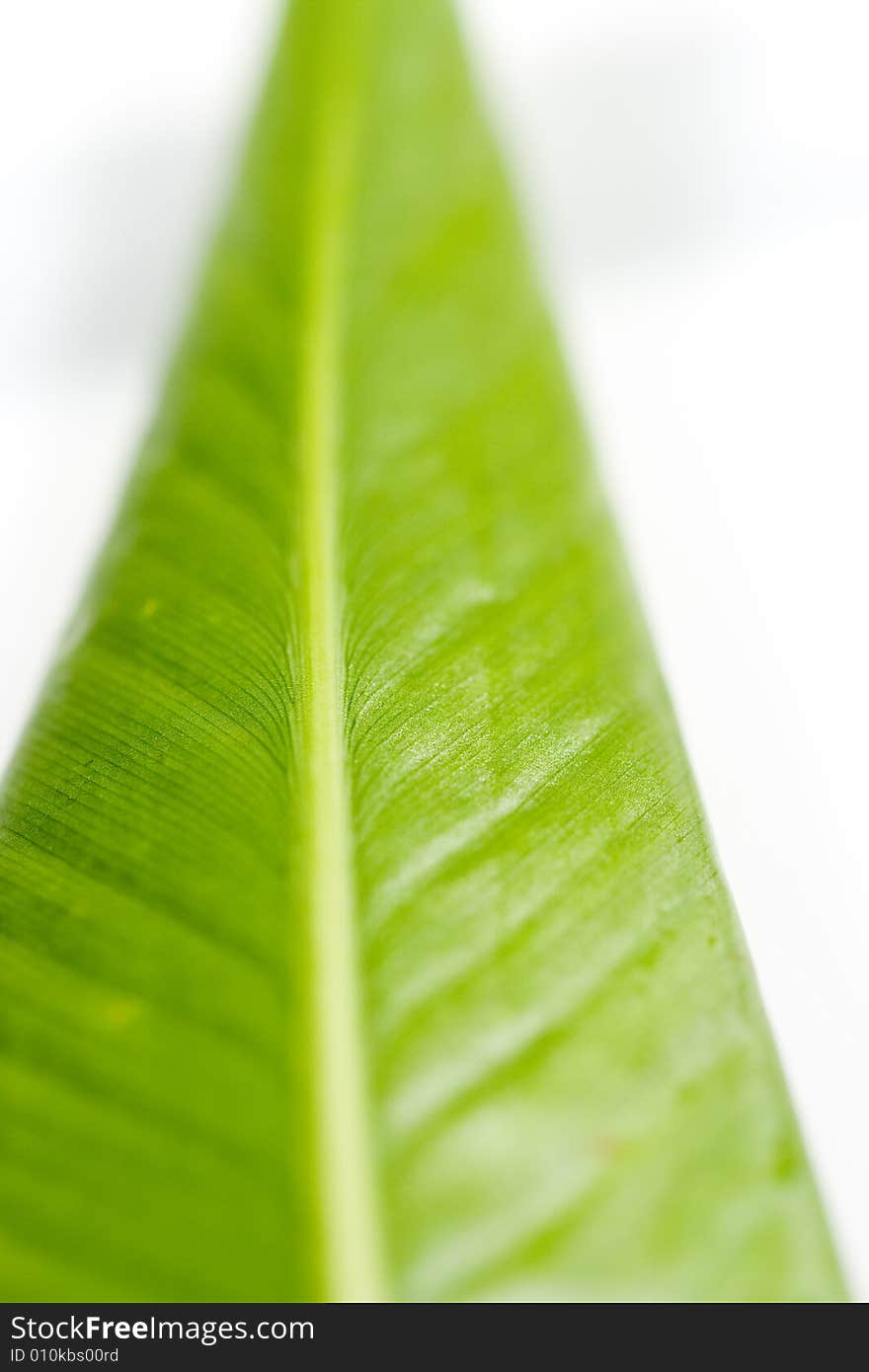 A green leaf on a white background