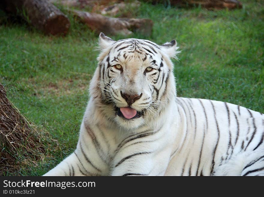 Beautiful Albino Bengal Tiger taken at the Buenos Aires Zoo